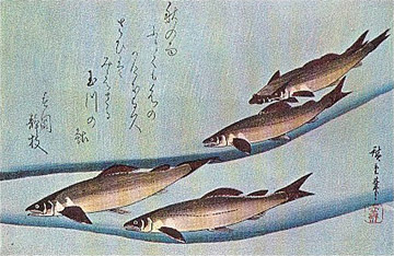 Mmmemojapanesefish